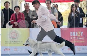 2012��3��31-4��1�գ�AKCȫ�����-�Ї�ȫȮ�N�e��ِ�Ͼ���܊չ�ɿ��R��