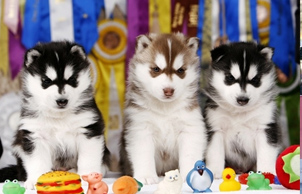 2012��2��17�������ĔzС����Ƭ