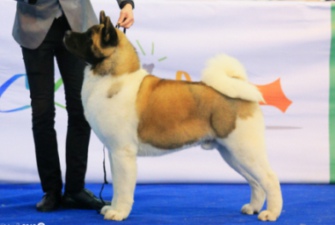 2013��11��̫ԭCKU��ϵ����Forest�s�@BIG2��BIG3����ʿ��Bruce�s�@BOW