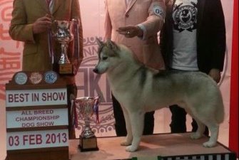 ��ʿ�濨��֮��DRAGON�A����� BIS�����Ȧ��