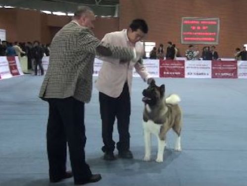 2013��3�º���CKU��ϵ����FOREST�Ї��׈���ِ�s�@OPEN BIS3�ĺóɿ�